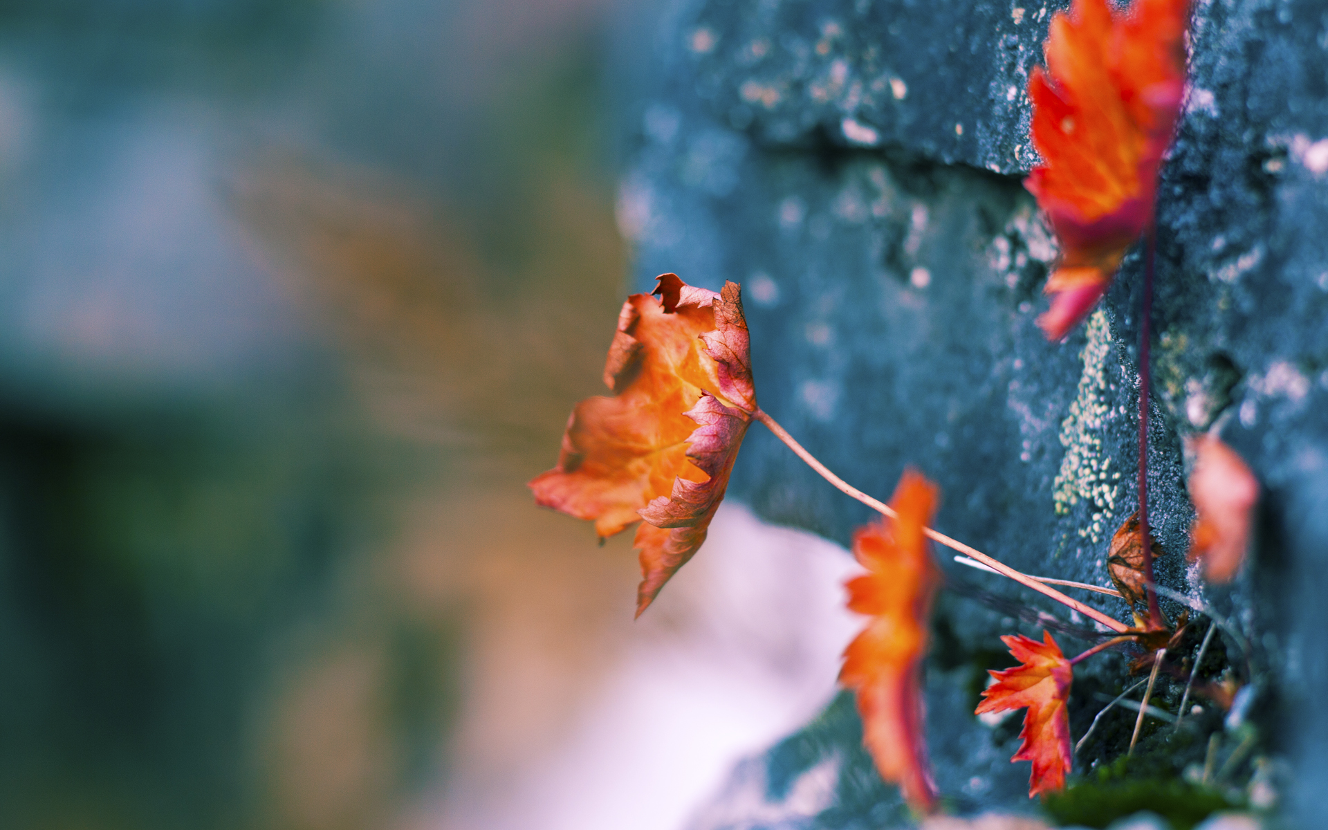 “金牛区城北体育馆:运动舞蹈赛,优雅与力量并肩,激情与美感交织”