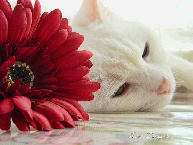 青少年乒乓球集训营模拟比赛提升心理素质，青少年乒乓球训练营