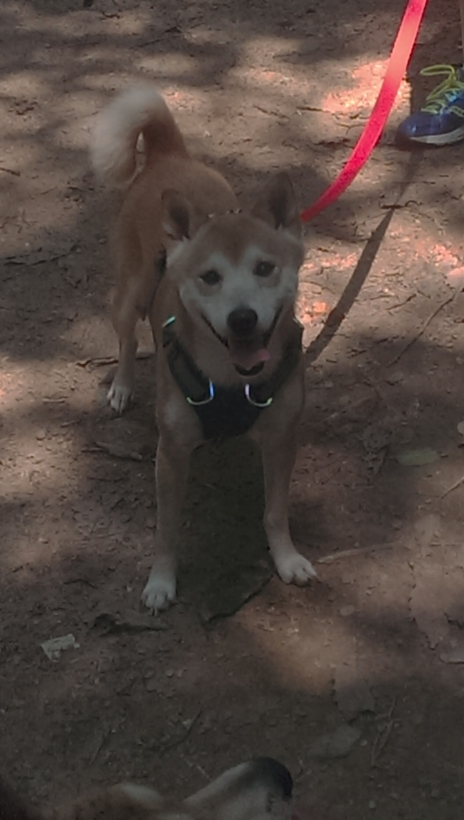 国际篮联与教育机构联合推出教练认证课程,国际篮球训练师证书