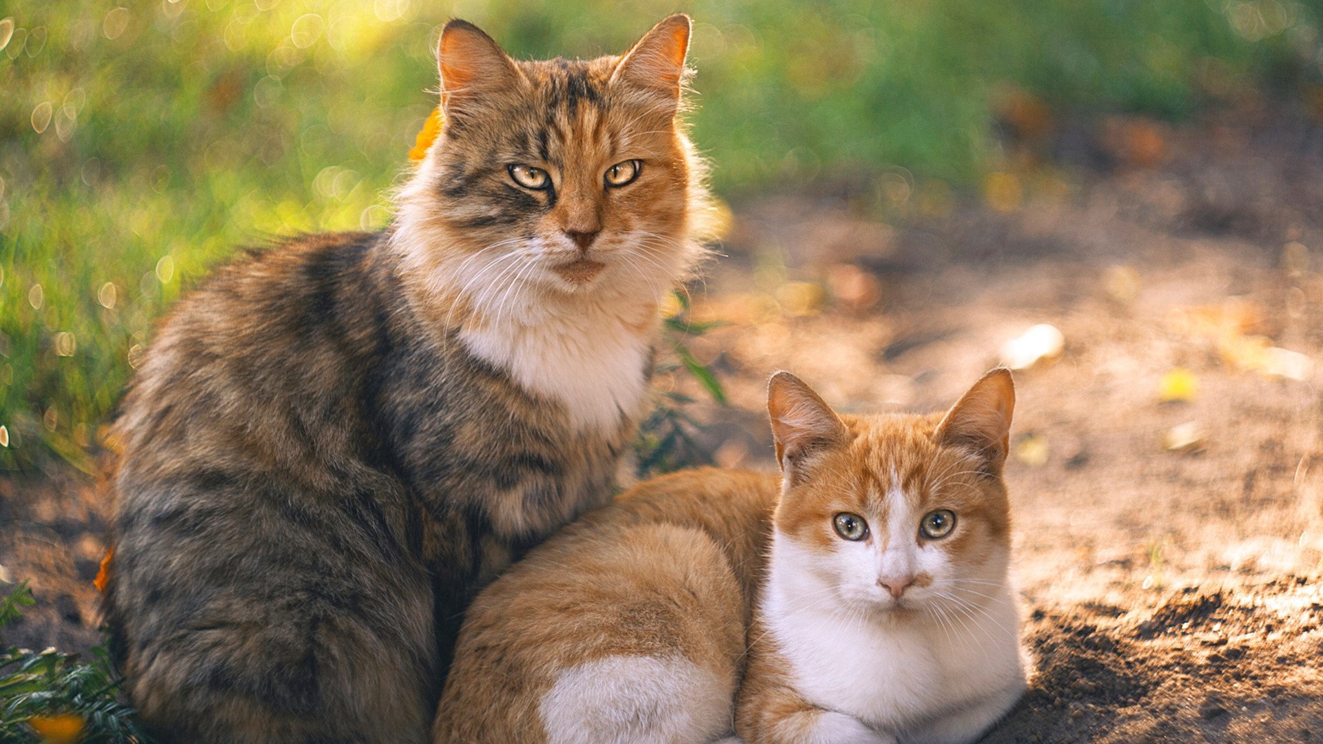 地方篮球人才计划实施提供专项资助与出国培训通道，中国篮球人才选拔机制