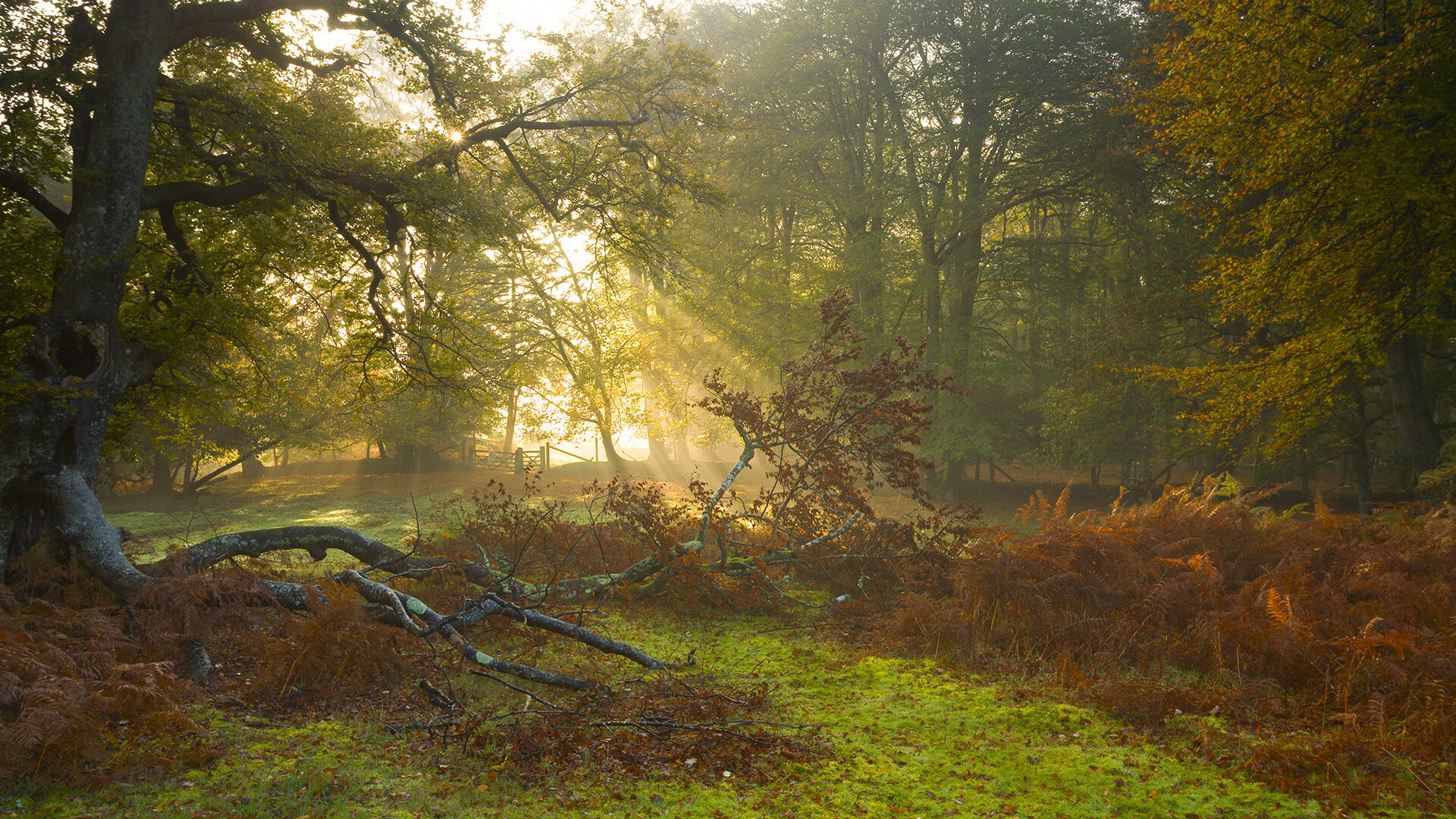 希腊男篮在欧洲锦标赛中再次赢得冠军，将荣耀传承再升华，希腊男蓝