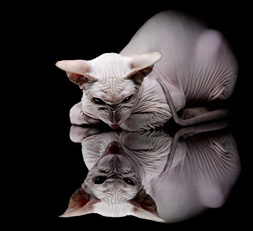 九游官网主页-橄榄球场地共享模式成新趋势，橄榄球场地详解