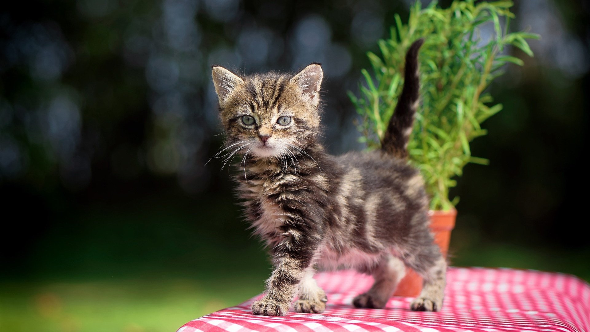 水球淘汰战突尼斯顽强逆转胜出,水球比赛集锦