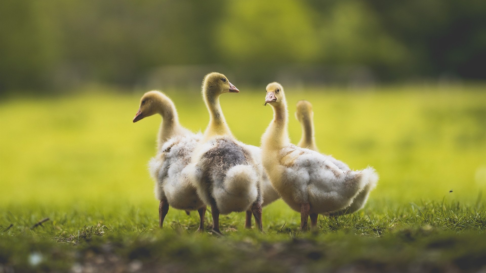 球队在极端天气下坚持高质量训练展现职业态度与抗压能力