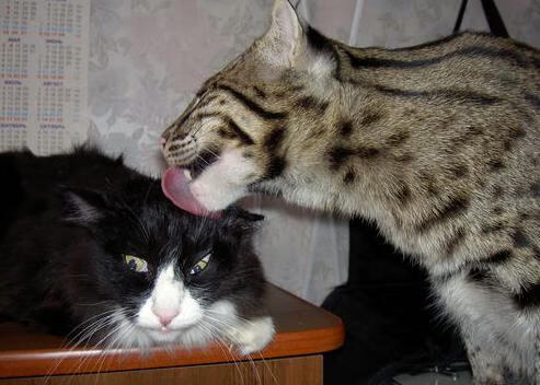 西甲门神神级扑救：快如闪电，力压群雄，西甲门将60米吊射