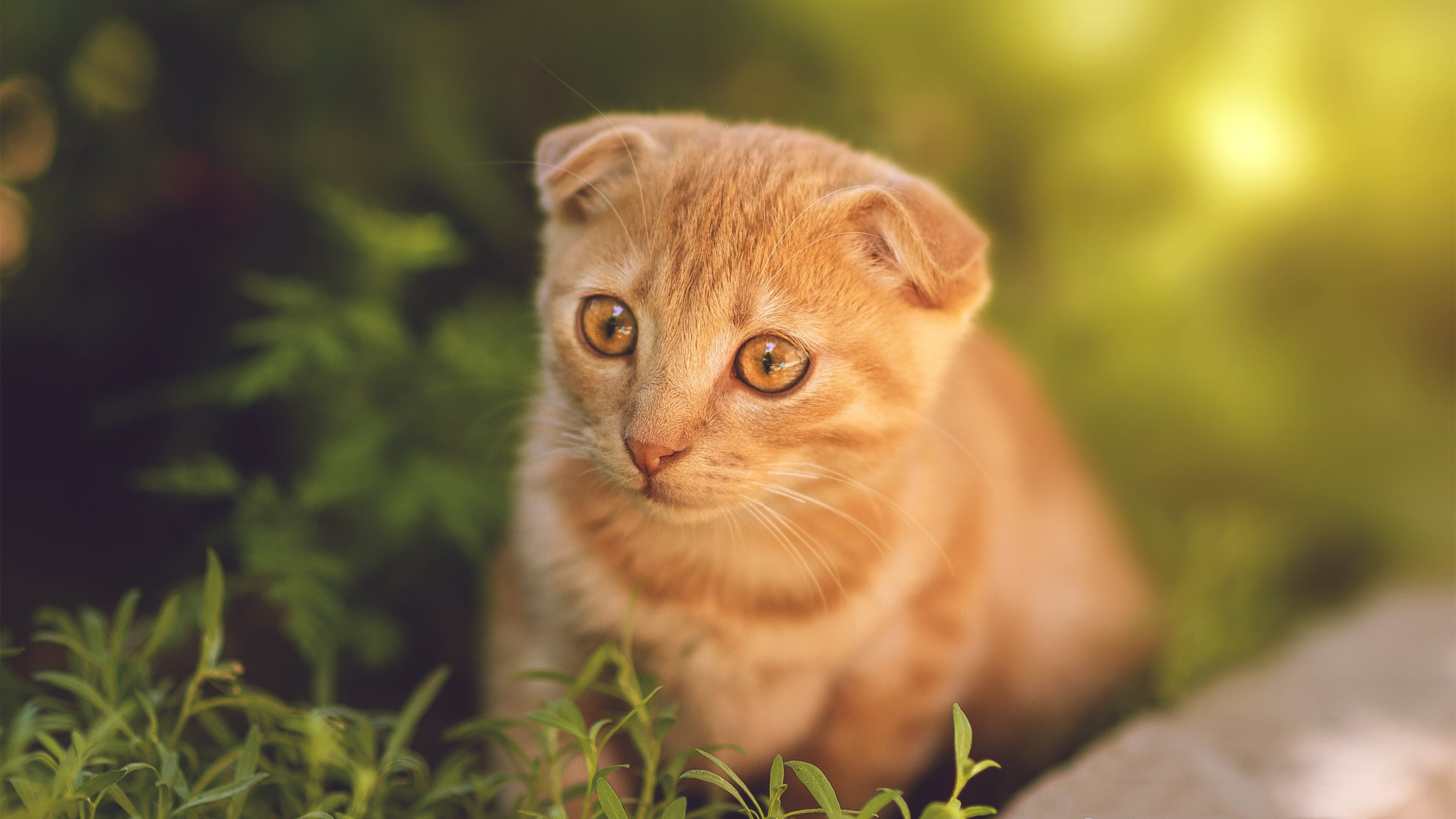 九游网页版官网入口-1451亿王传福，巴菲特“心”为何难留？