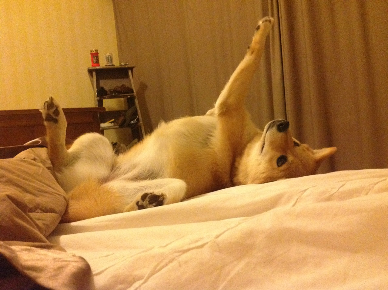 九游（jiuyou.com）游戏-《冠军》独家：张雨霏登上新山顶，未来可期！，张雨霏夺冠精彩瞬间